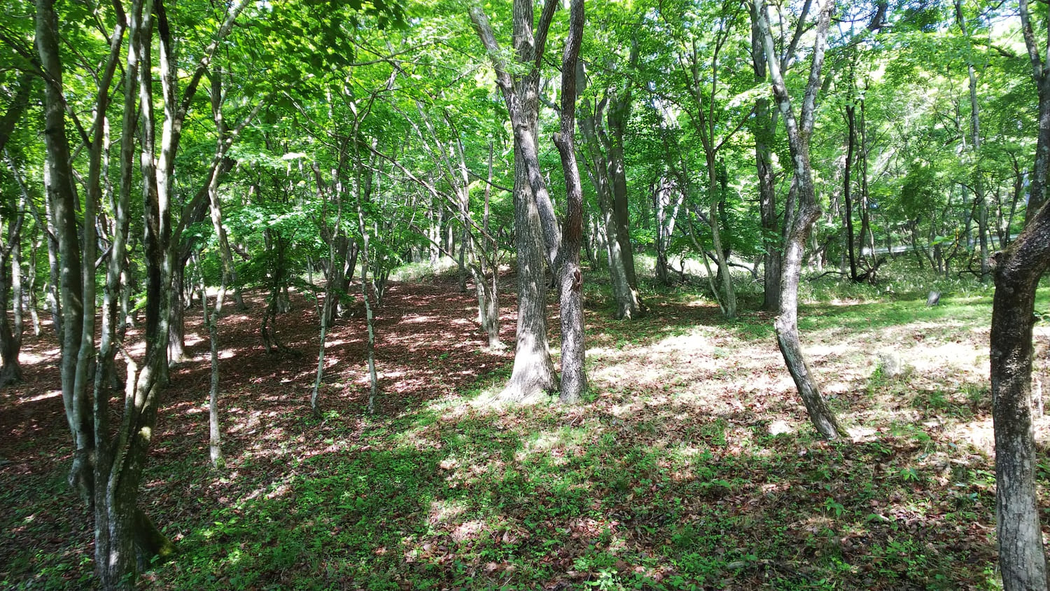 長野県佐久市 高原の花が咲きほこる内山牧場が間近 約３００坪の佐久高原荒船別荘地が０円 みんなの０円物件 無償譲渡物件の不動産マッチング支援サイト